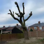 Business 51 image DAVID SCOTT TREE SURGERY & LANDSCAPING Turf Suppliers in Peterlee Co