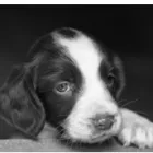 Business 2 image DEB-BEAUTY DOG GROOMING Dog & Cat Grooming in IPSWICH Su