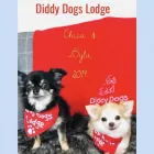 Business 1 image DIDDY DOGS LODGE LIMITED. Pets & Animals in FAREHAM Ha