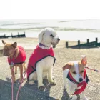 Business 2 image DIDDY DOGS LODGE LIMITED. Pets & Animals in FAREHAM Ha