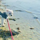 Business 3 image DIDDY DOGS LODGE LIMITED. Pets & Animals in FAREHAM Ha