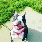 Business 4 image DIDDY DOGS LODGE LIMITED. Pets & Animals in FAREHAM Ha