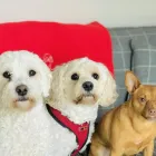 Business 5 image DIDDY DOGS LODGE LIMITED. Pets & Animals in FAREHAM Ha