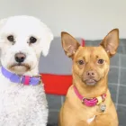 Business 6 image DIDDY DOGS LODGE LIMITED. Pets & Animals in FAREHAM Ha