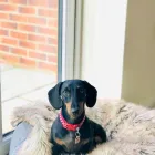 Business 8 image DIDDY DOGS LODGE LIMITED. Pets & Animals in FAREHAM Ha