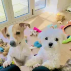 Business 10 image DIDDY DOGS LODGE LIMITED. Pets & Animals in FAREHAM Ha