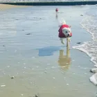 Business 13 image DIDDY DOGS LODGE LIMITED. Pets & Animals in FAREHAM Ha