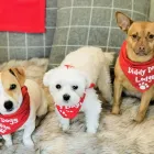 Business 14 image DIDDY DOGS LODGE LIMITED. Pets & Animals in FAREHAM Ha