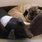 Business 2 image DIVERSE PEST CONTROL Pest & Vermin Control Services in Lydney Gl