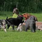 Business 1 image DIVERSE PEST CONTROL Pest & Vermin Control Services in Lydney Gl