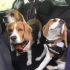 Business 1 image DOG WALKING & PET SITTING Pets & Animals in Oxford Ox