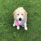 Business 2 image DOG WALKING & PET SITTING Pets & Animals in Oxford Ox