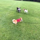 Business 4 image DOG WALKING & PET SITTING Pets & Animals in Oxford Ox