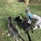 Business 5 image DOG WALKING & PET SITTING Pets & Animals in Oxford Ox