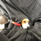 Business 6 image DOG WALKING & PET SITTING Pets & Animals in Oxford Ox