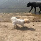 Business 9 image DOG WALKING & PET SITTING Pets & Animals in Oxford Ox