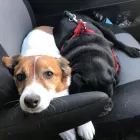 Business 10 image DOG WALKING & PET SITTING Pets & Animals in Oxford Ox