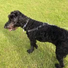 Business 14 image DOG WALKING & PET SITTING Pets & Animals in Oxford Ox