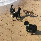 Business 16 image DOG WALKING & PET SITTING Pets & Animals in Oxford Ox