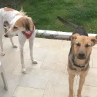 Business 18 image DOG WALKING & PET SITTING Pets & Animals in Oxford Ox