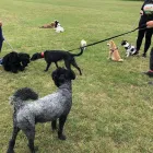 Business 21 image DOG WALKING & PET SITTING Pets & Animals in Oxford Ox