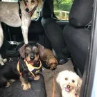 Business 24 image DOG WALKING & PET SITTING Pets & Animals in Oxford Ox