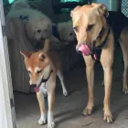 Business 26 image DOG WALKING & PET SITTING Pets & Animals in Oxford Ox