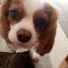 Business 30 image DOG WALKING & PET SITTING Pets & Animals in Oxford Ox