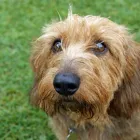 Business 31 image DOG WALKING & PET SITTING Pets & Animals in Oxford Ox