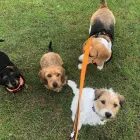 Business 32 image DOG WALKING & PET SITTING Pets & Animals in Oxford Ox