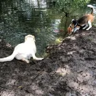 Business 34 image DOG WALKING & PET SITTING Pets & Animals in Oxford Ox