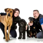 Business 3 image DOGGIETRAINER Pets & Animals in Dudley We