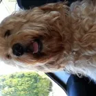 Business 2 image DOGS AND WALKS Pets & Animals in Wakefield We