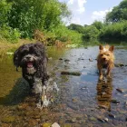 Business 2 image DOGS4WALKS Pets & Animals in Manchester Gr