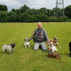 Business 3 image DOGS4WALKS Pets & Animals in Manchester Gr