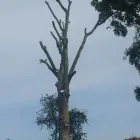 Business 7 image DS TREE SERVICES Tree Services in Nottingham No