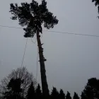 Business 36 image DS TREE SERVICES Tree Services in Nottingham No
