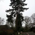 Business 38 image DS TREE SERVICES Tree Services in Nottingham No