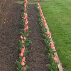 Business 19 image E D R LANDSCAPE MANAGEMENT SOLUTIONS LTD Tree Services in Warrington Ch