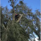 Business 1 image ESSEX TREE SERVICES LTD Tree Services in Hockley Es