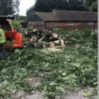 Business 3 image ESSEX TREE SERVICES LTD Tree Services in Hockley Es