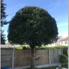 Business 4 image ESSEX TREE SERVICES LTD Tree Services in Hockley Es