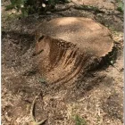 Business 5 image ESSEX TREE SERVICES LTD Tree Services in Hockley Es