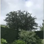 Business 8 image ESSEX TREE SERVICES LTD Tree Services in Hockley Es