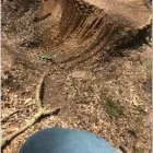 Business 11 image ESSEX TREE SERVICES LTD Tree Services in Hockley Es