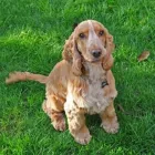 Business 2 image EUROPCAR CAR RENTAL Self Drive Car Hire in Gloucester Gl