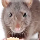 Business 2 image EXCEL ENVIRONMENTAL EDINBURGH Pest & Animal Control in Edinburgh Edh