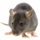 Business 5 image EXCEL ENVIRONMENTAL EDINBURGH Pest & Animal Control in Edinburgh Edh