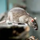 Business 7 image EXCEL ENVIRONMENTAL EDINBURGH Pest & Animal Control in Edinburgh Edh