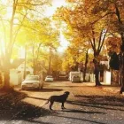 Business 1 image FAREWELL FRIEND - PET EUTHANASIA AT HOME Veterinary Services in Lenham Ke